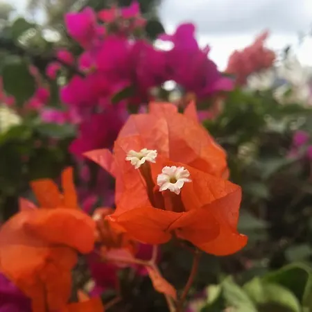 Hotel Lykia Edrassa Adrasan