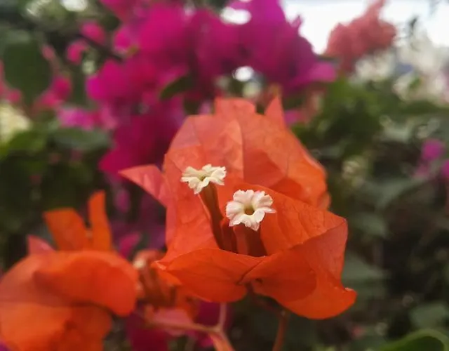 Hotel Lykia Edrassa Adrasan